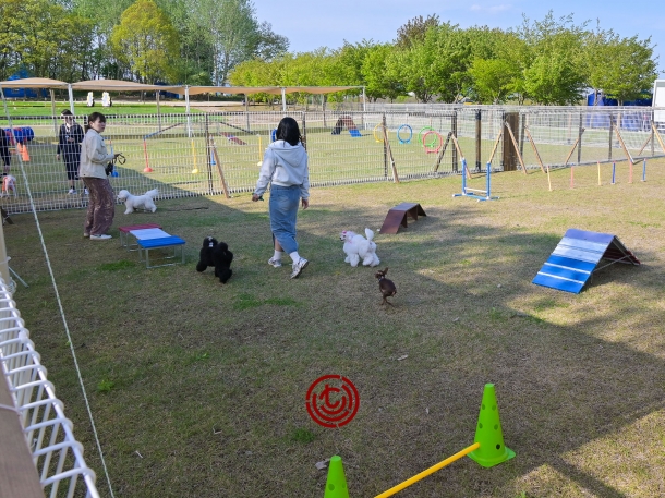 2025년 연천 고인돌 축제_반려견휀스